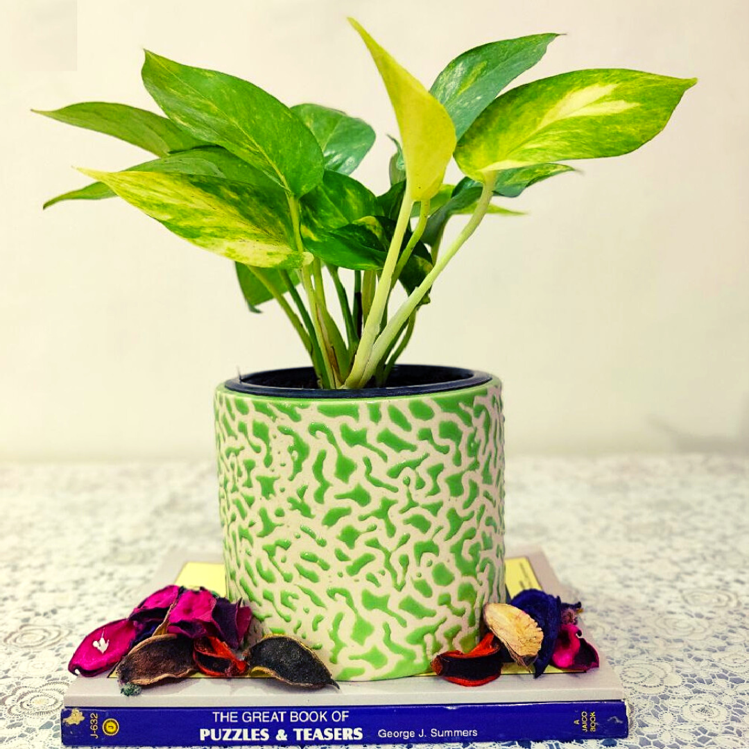 Homefrills ceramic small drop texture stylish Green colour planters pot for Indoor & Outdoor Home, Garden, Office Decor, Balcony Planters Pot Gamla Pot Size: 11 cm wide & 11 cm high